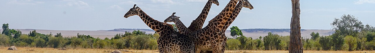 Destination photograph: Kenya